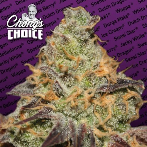 Blue Kush Berry (Indica) Female Cannabis Seeds by Chong's Choice