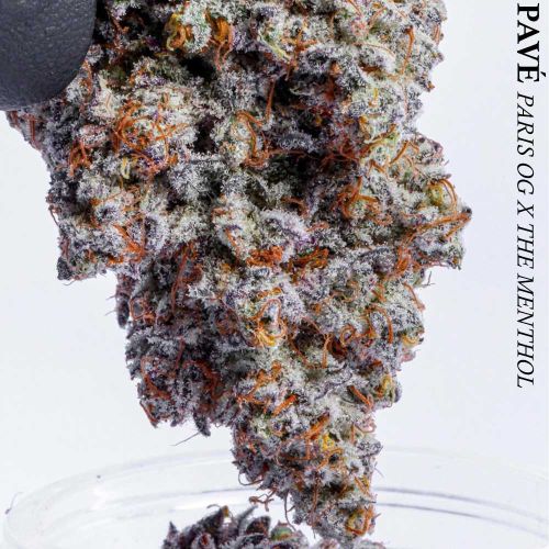 Blue Pavé Feminized Cannabis Seeds by Compound Genetics