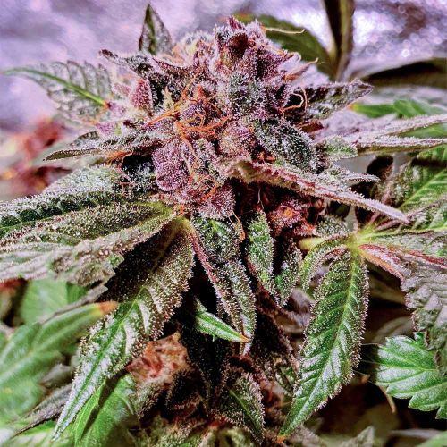 Blueberry Pancakes Feminised Cannabis Seeds by Holy Smoke Seeds