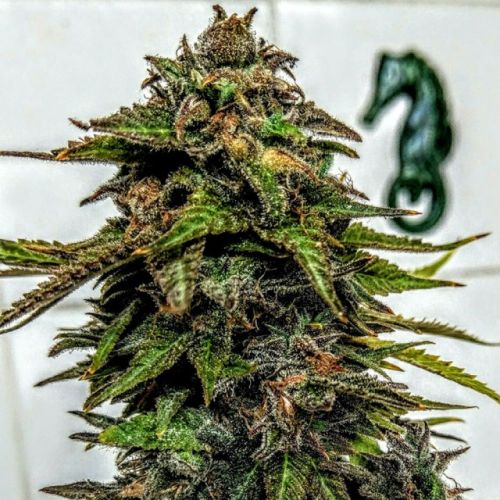 Blue Strawberries Female Cannabis Seeds by Holy Smoke Seeds