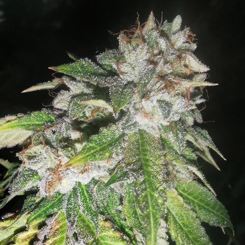 Britcoin Feminized Cannabis Seeds by Pheno Finder Seeds
