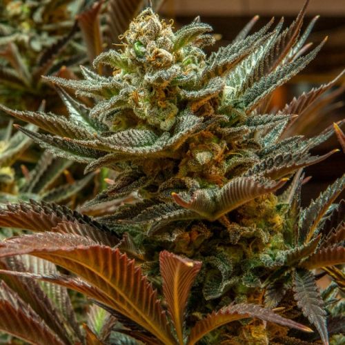 Cinderella 99 Regular Cannabis Seeds by Brothers Grimm Seeds