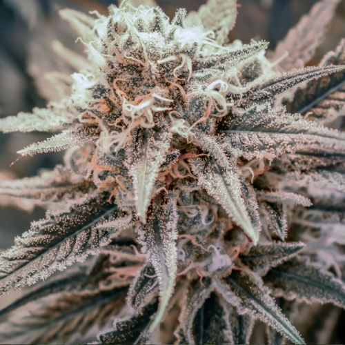 Killer Queen XX Female Cannabis Seeds by Brothers Grimm Seeds