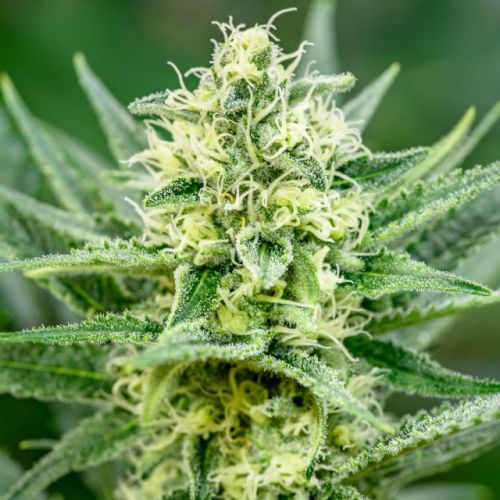 Queen of Soul Regular Cannabis Seeds by Brothers Grimm Seeds
