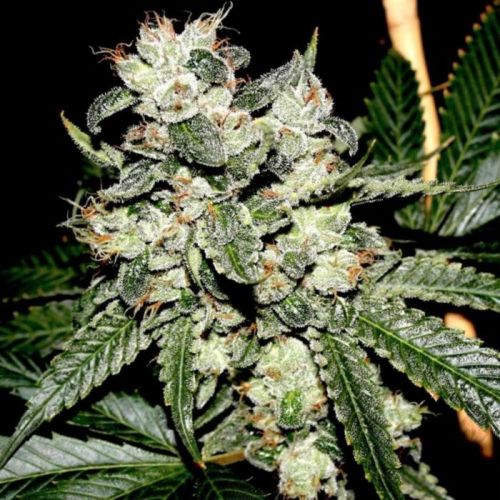 Original Bruce Banner F2 Regular Cannabis Seeds by Dark Horse Genetics 