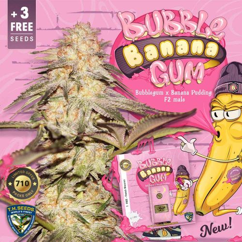 Bubble Banana Gum Female Weed Seeds by T.H.Seeds