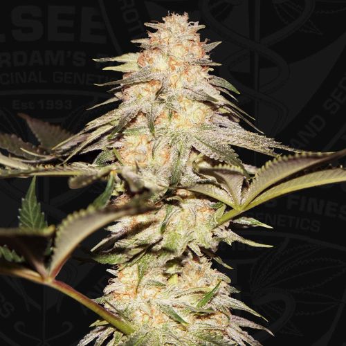 Bubble Banana Gum Female Weed Seeds by T.H.Seeds