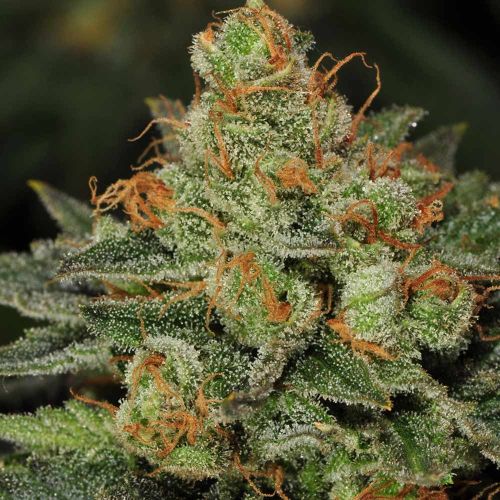 BubbleGum Female Cannabis Seeds by T.H.Seeds