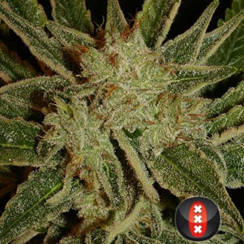 Bubble Gum Female Cannabis Seeds by Serious Seeds