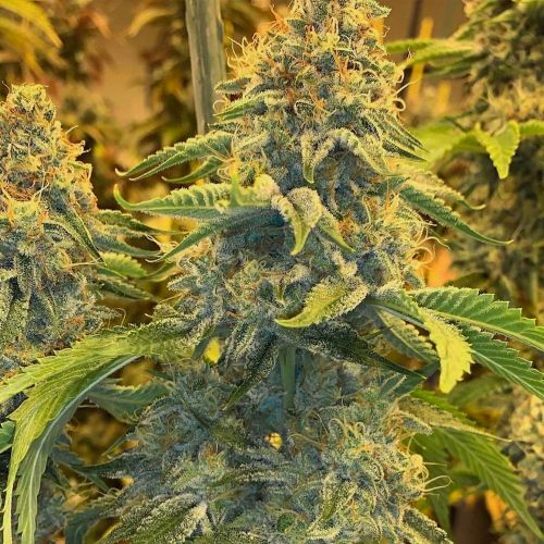 Cake Bomb Regular Cannabis Seeds by Prolific Coast Seeds 