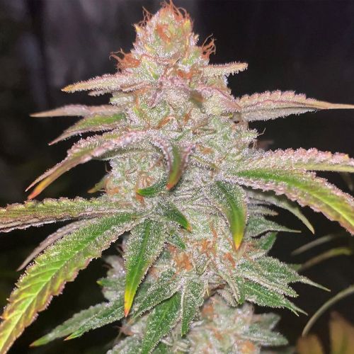 Cake Bomb Regular Cannabis Seeds by Prolific Coast Seeds 