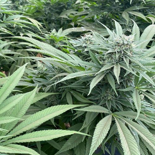 Delizie al Limone Feminized Cannabis Seeds by The Cali Connection