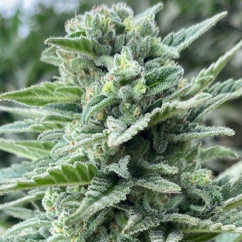 Lemoncino Feminized Cannabis Seeds by The Cali Connection