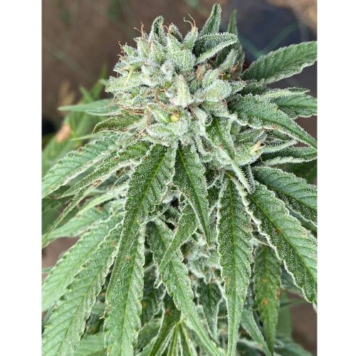 Semifreddo al Limone Feminized Cannabis Seeds by The Cali Connection