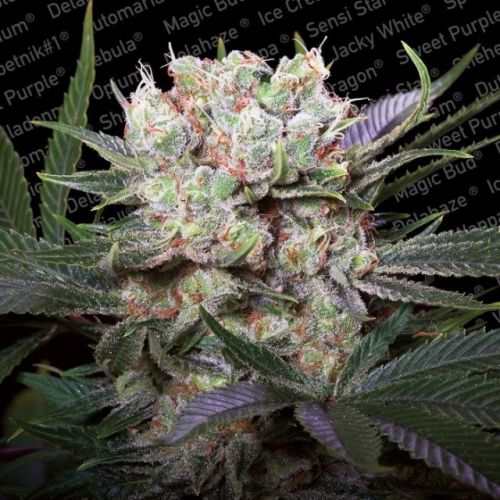 Californian Gold Female Cannabis Seeds by Paradise Seeds