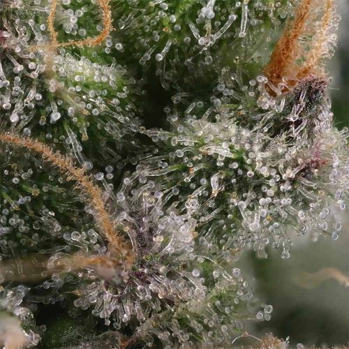 Candy Gas Female Weed Seeds by Grounded Genetics 
