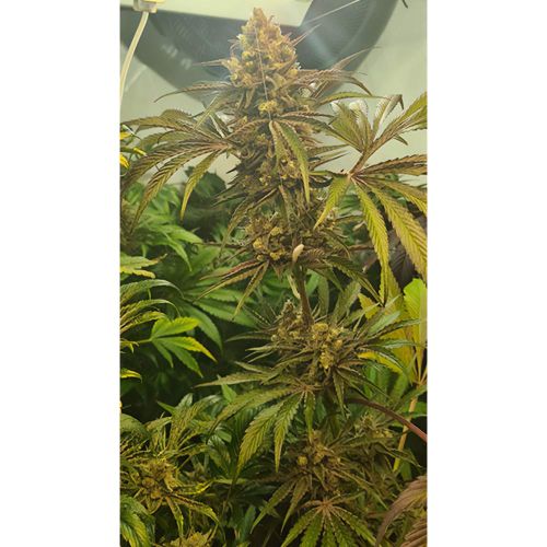 Candy Lime Female Weed Seeds by Zmoothiez 