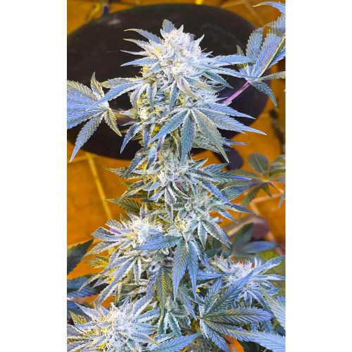 Candy'N Cream Female Weed Seeds by Zmoothiez 