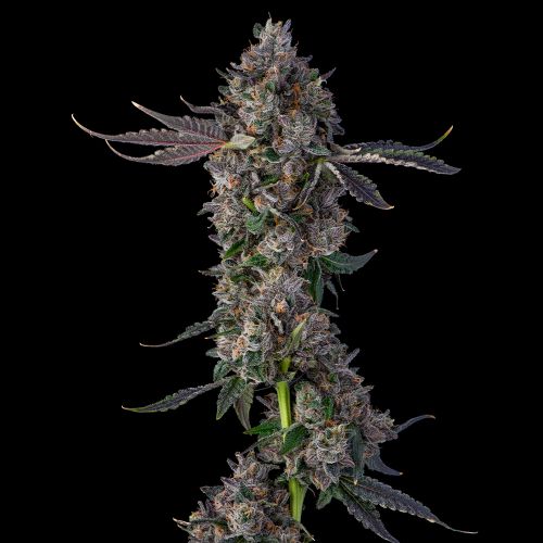 Candy Packz Feminized Cannabis Seeds by Compound Genetics