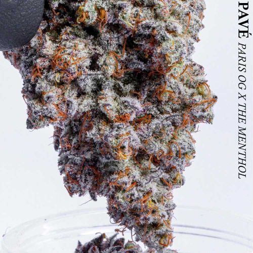Candy Pavé Feminized Cannabis Seeds by Compound Genetics
