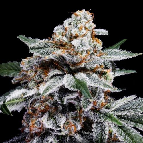 Canelo Autoflowering Cannabis Seeds Seeds DNA Genetics 