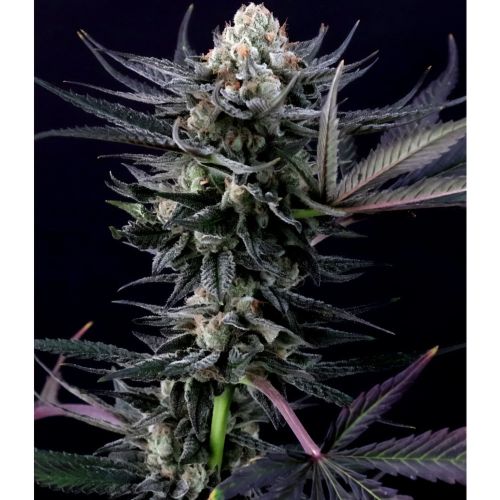 Caramba Female Cannabis Seeds By Paradise Seeds