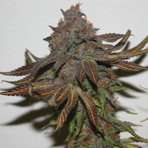 Terpzookie Regular Cannabis Seeds by True Canna Genetics