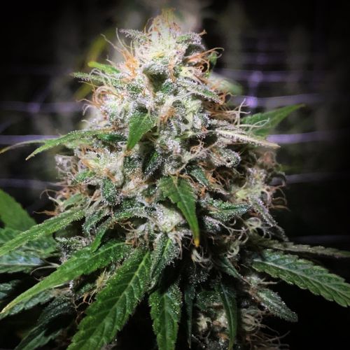 Electric Avenue Regular Cannabis Seeds by Original Dampkring Genetics