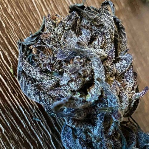 Spice Cream Regular Cannabis Seeds (Free Born Selection) by Emerald Mountain