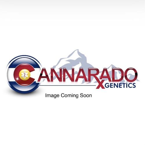Bat Mitzvah Female Cannabis Seeds by Cannarado Genetics