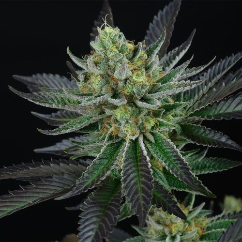 Capri Zun Feminized Cannabis Seeds by Perfect Tree