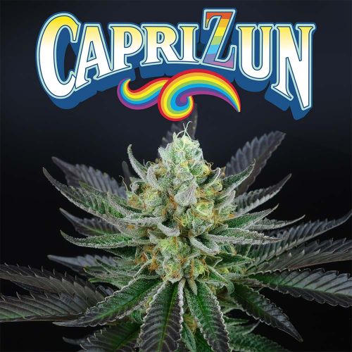 Capri Zun Feminized Cannabis Seeds by Perfect Tree