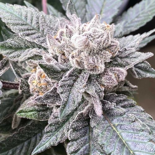 Cara Cara Feminized Cannabis Seeds by Symbiotic Genetics
