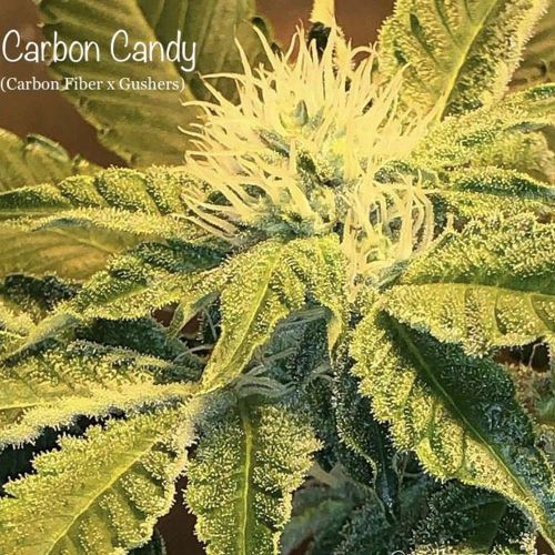 Carbon Candy Female Cannabis Seeds by Cannarado Genetics