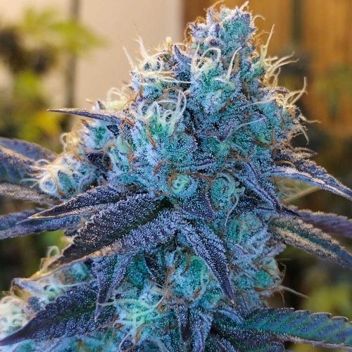 Caviar Lime Female Weed Seeds by Grounded Genetics 