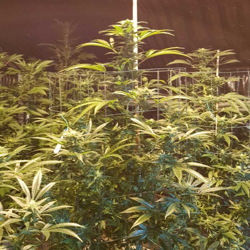 CBD Cheese Female Weed Seeds by The Original Big Buddha Family Farms 