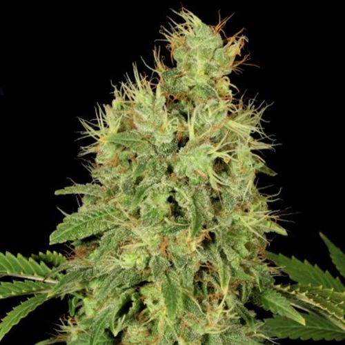 CBD Chronic Female Cannabis Seeds by Serious Seeds