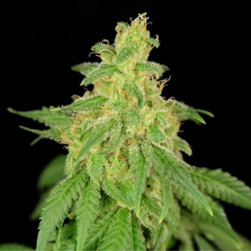 CBD Rene Female Cannabis Seed by House of the Great Gardener