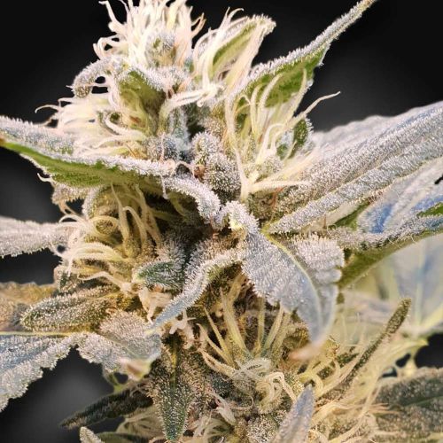CBDelight Female High CBD Weed Seeds by Paradise Seeds