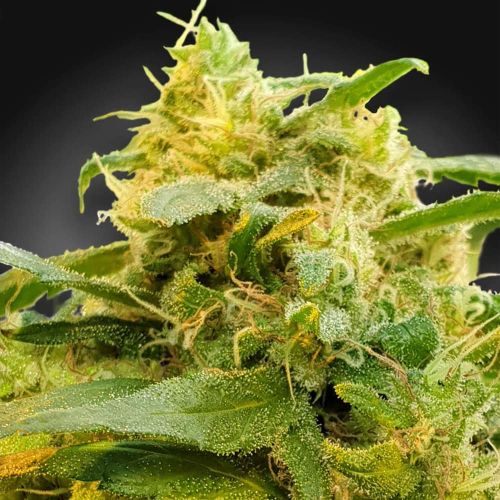 CBDivine Female High CBD Weed Seeds by Paradise Seeds 