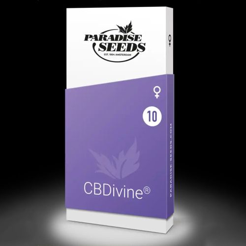 CBDivine Female High CBD Weed Seeds by Paradise Seeds 