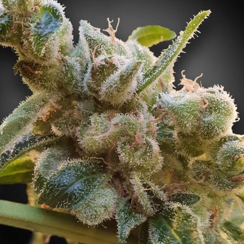 CBDrelax Female High CBD Weed Seeds by Paradise Seeds