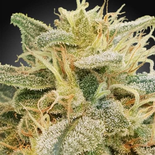 CBDrelief Female High CBD Weed Seeds by Paradise Seeds