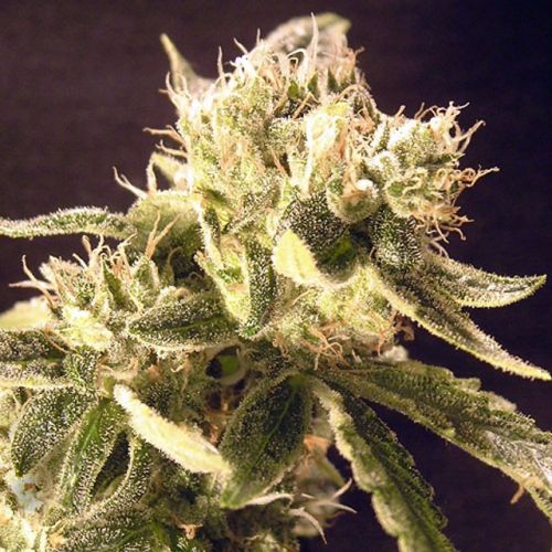 Easy Rider Female Cannabis Seeds