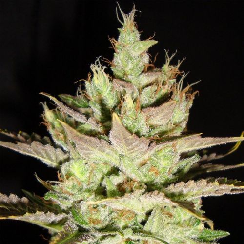Northern Lights x Skunk #1 Female Marijuana Seeds