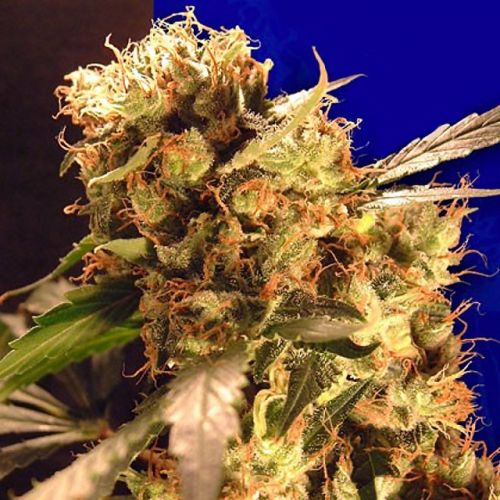 Orange Bud Female Cannabis Seeds Fully Feminized Seeds