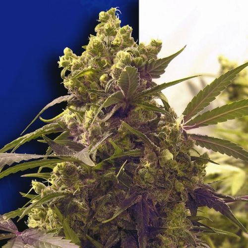 Purple Female Cannabis Seeds Fully Feminized Seeds