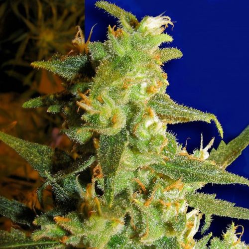 Skunk Haze Female Cannabis Seeds