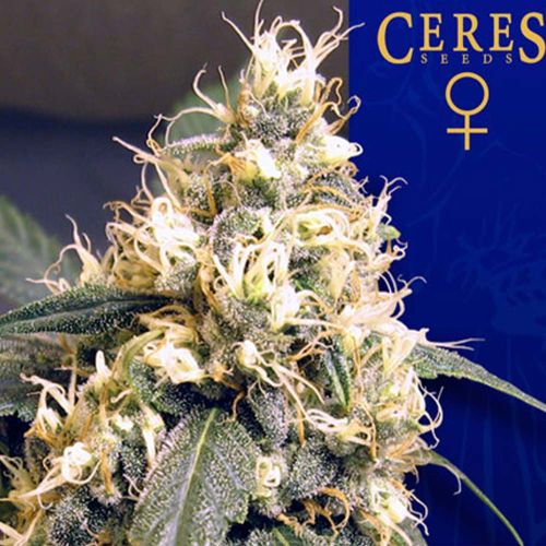 Ceres Skunk Female Cannabis Seeds
