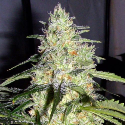 Ceres Skunk Female Cannabis Seeds